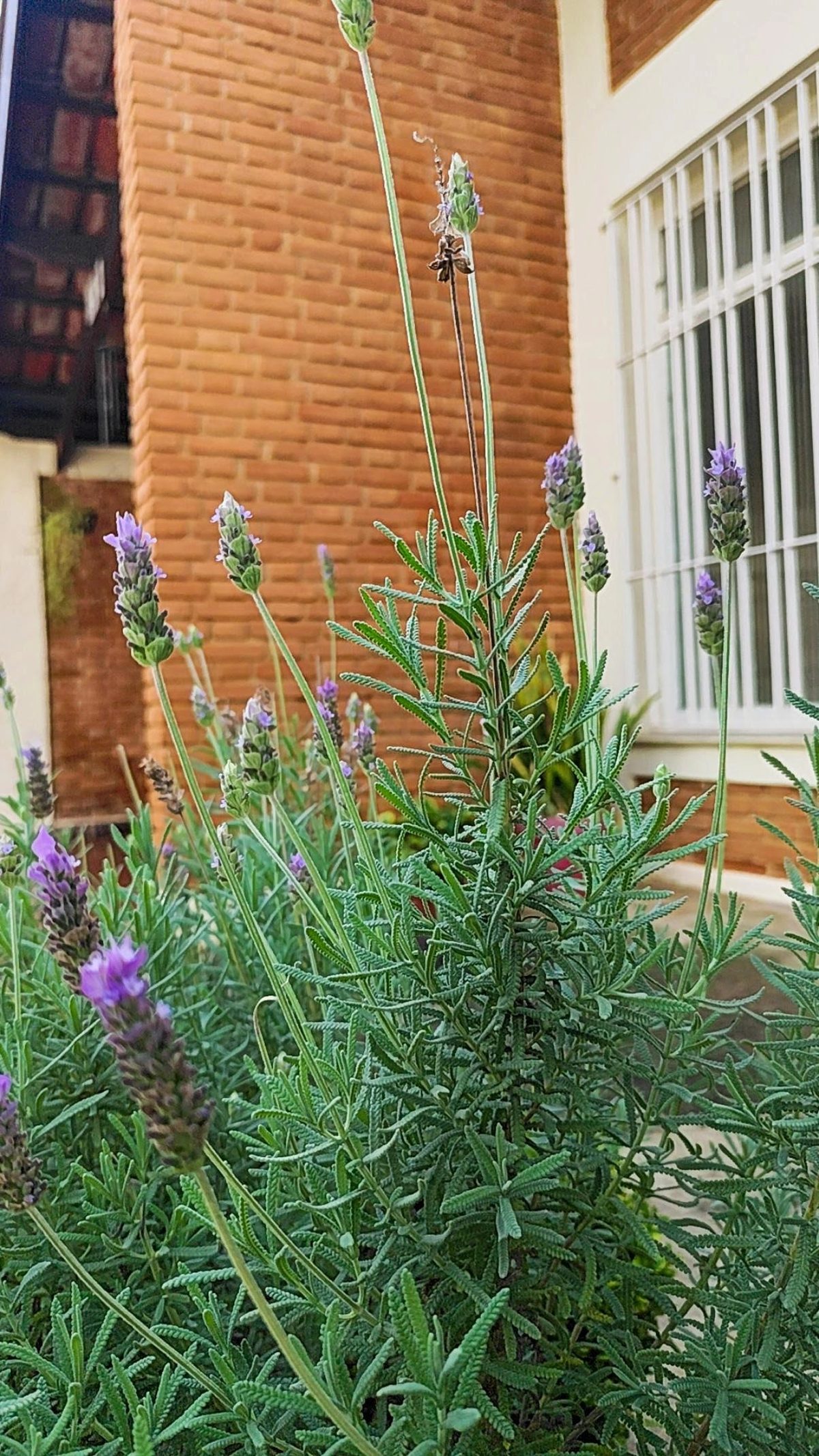 Jardim de lavanda